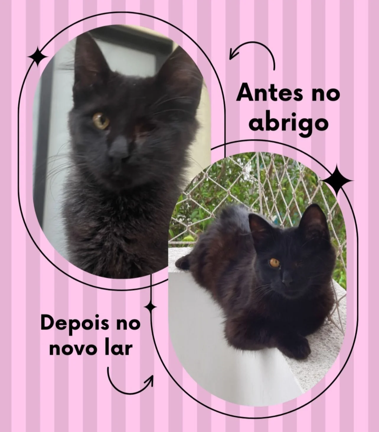 Transformação - Do abrigo ao novo lar